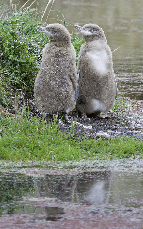 黄眼企鹅(Megadyptes antipodes)或Hoiho是新西兰的一种企鹅。此前人们认为它与小企鹅(euudyptula minor)关系密切，但分子研究显示它与euudyptes属的企鹅关系更密切。